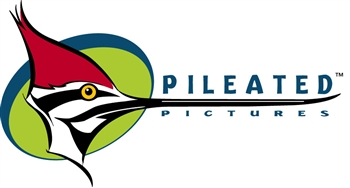 Pileated Pictures Company Logo